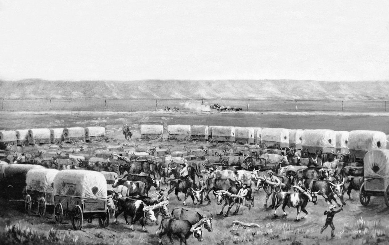 Ochsen werden in einem Corral von Planwagen von W. H. Jackson, Scotts Bluff, Nebraska, angespannt von William Henry Jackson