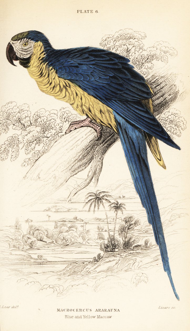 Blau-Gelber Ara oder Blau-Goldener Ara, Ara ararauna von William Home Lizars