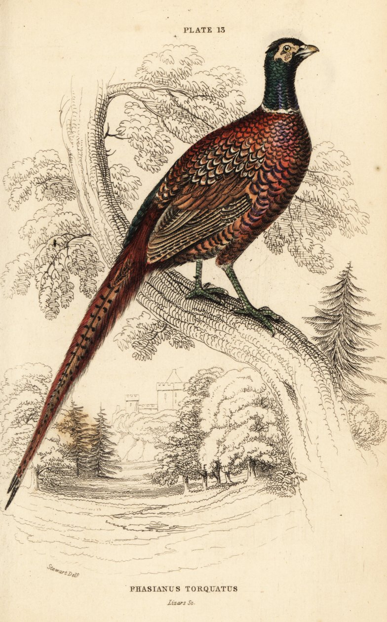 Ringfasan, Phasianus colchicus torquatus von William Home Lizars