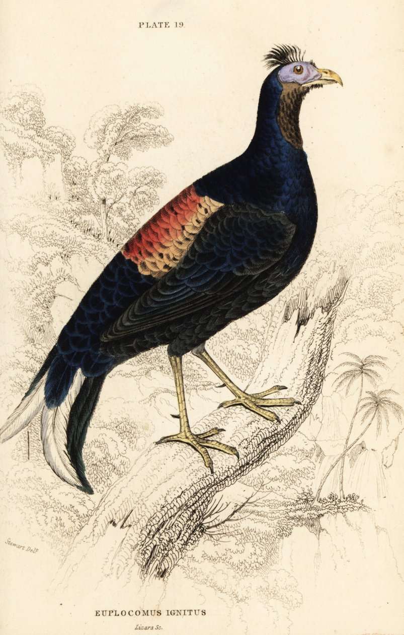 Haubenfeuerback, Lophura ignita, männlich (Der Macartney-Hahn, Euplocomus ignitus) von William Home Lizars