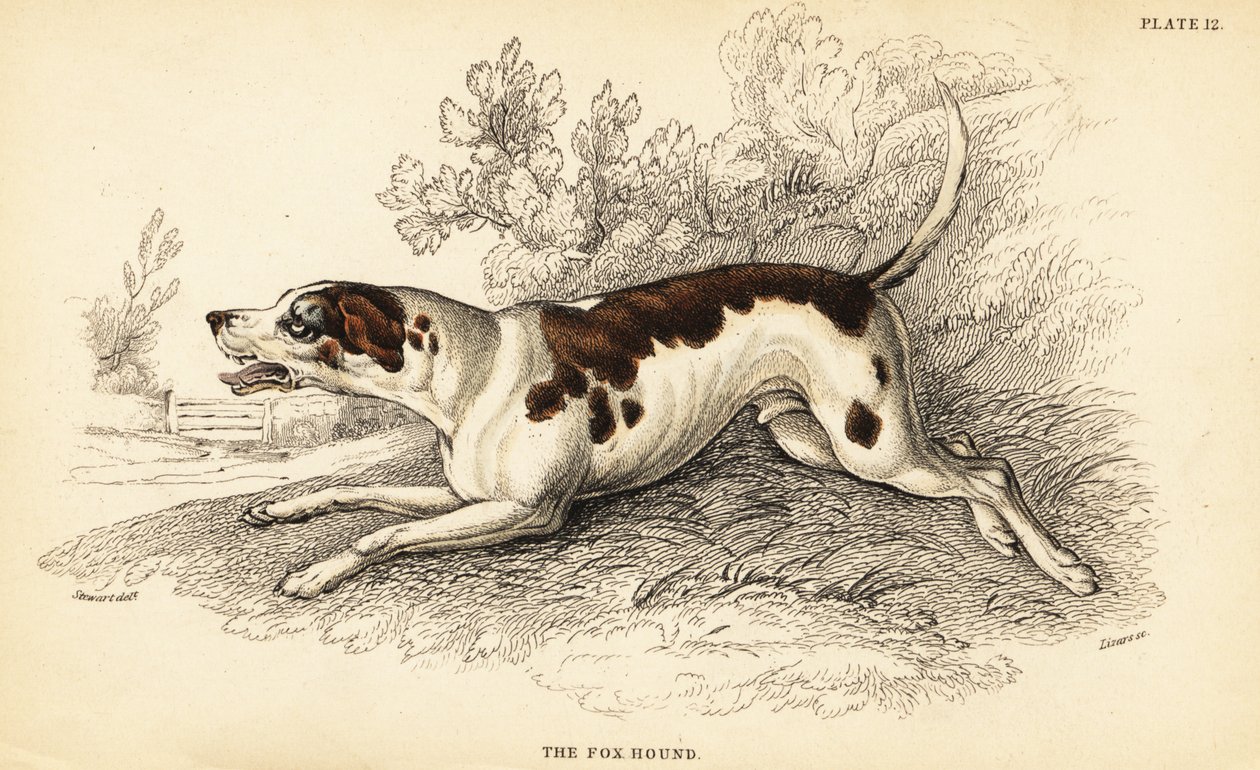 Foxhound, Canis lupus familiaris von William Home Lizars