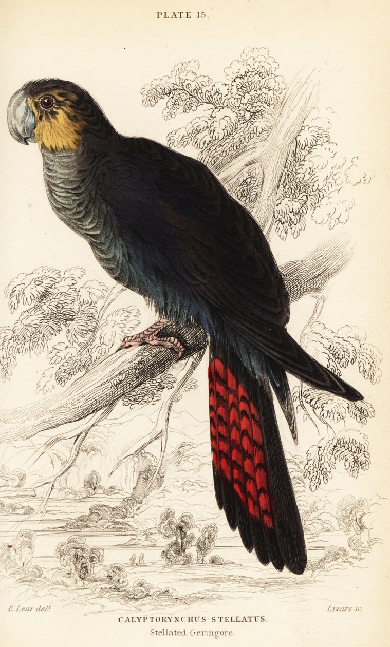 Glanzschwarzer Kakadu, Calyptorhynchus lathami von William Home Lizars