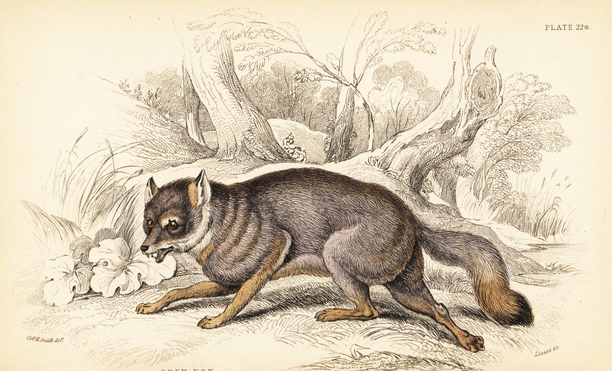 Graufuchs oder Graufuchs, Urocyon cinereoargenteus von William Home Lizars