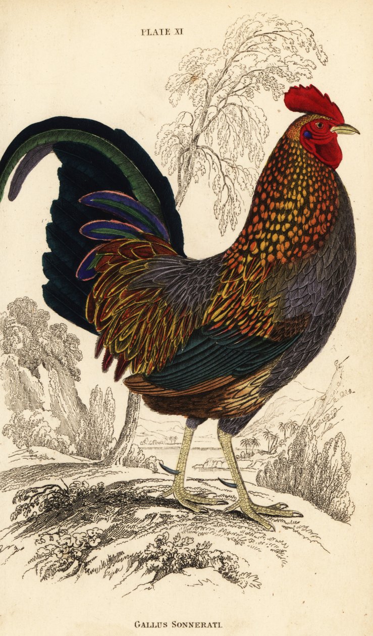 Grauer Dschungelhahn oder Sonnerats Dschungelhahn, Gallus sonneratii von William Home Lizars