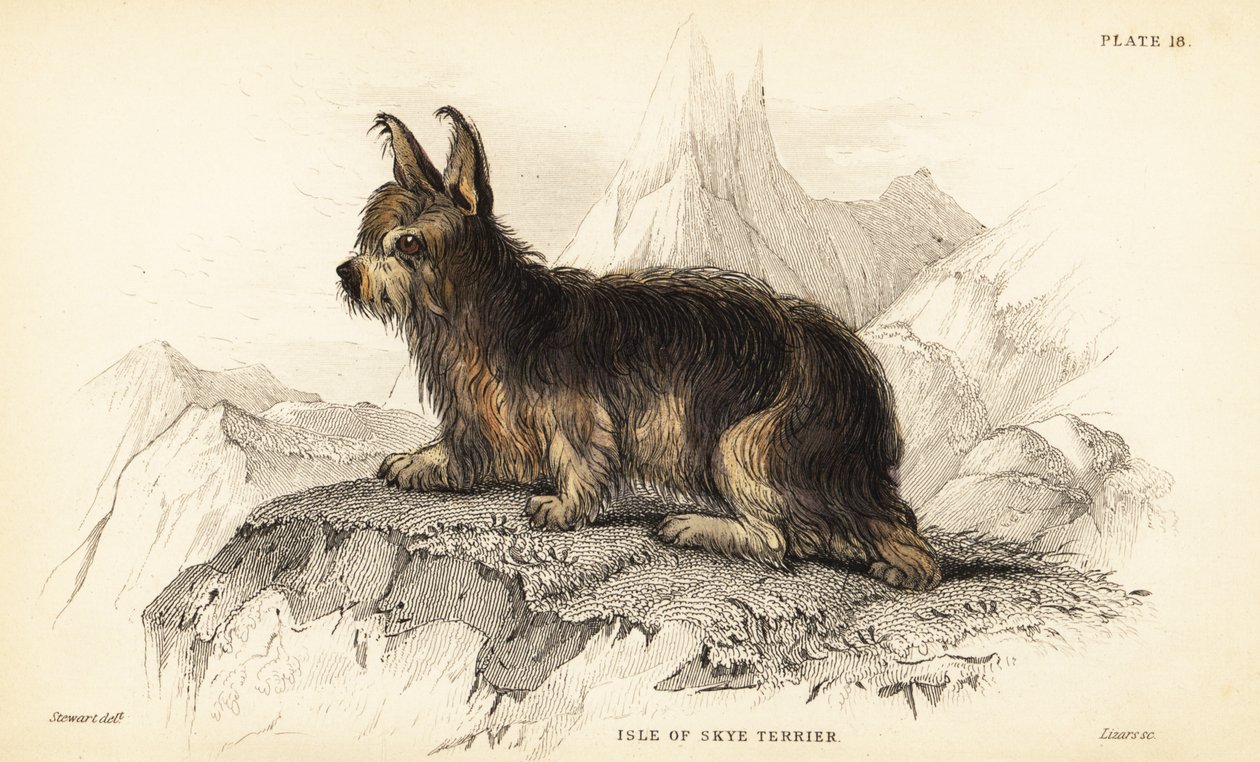 Isle of Skye Terrier, Canis lupus familiaris von William Home Lizars