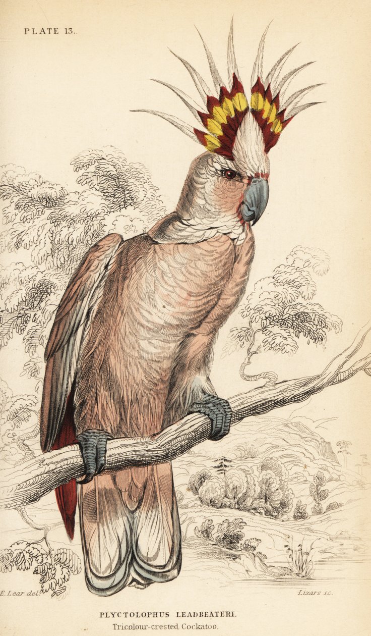 Major Mitchells Kakadu, Lophochroa leadbeateri von William Home Lizars