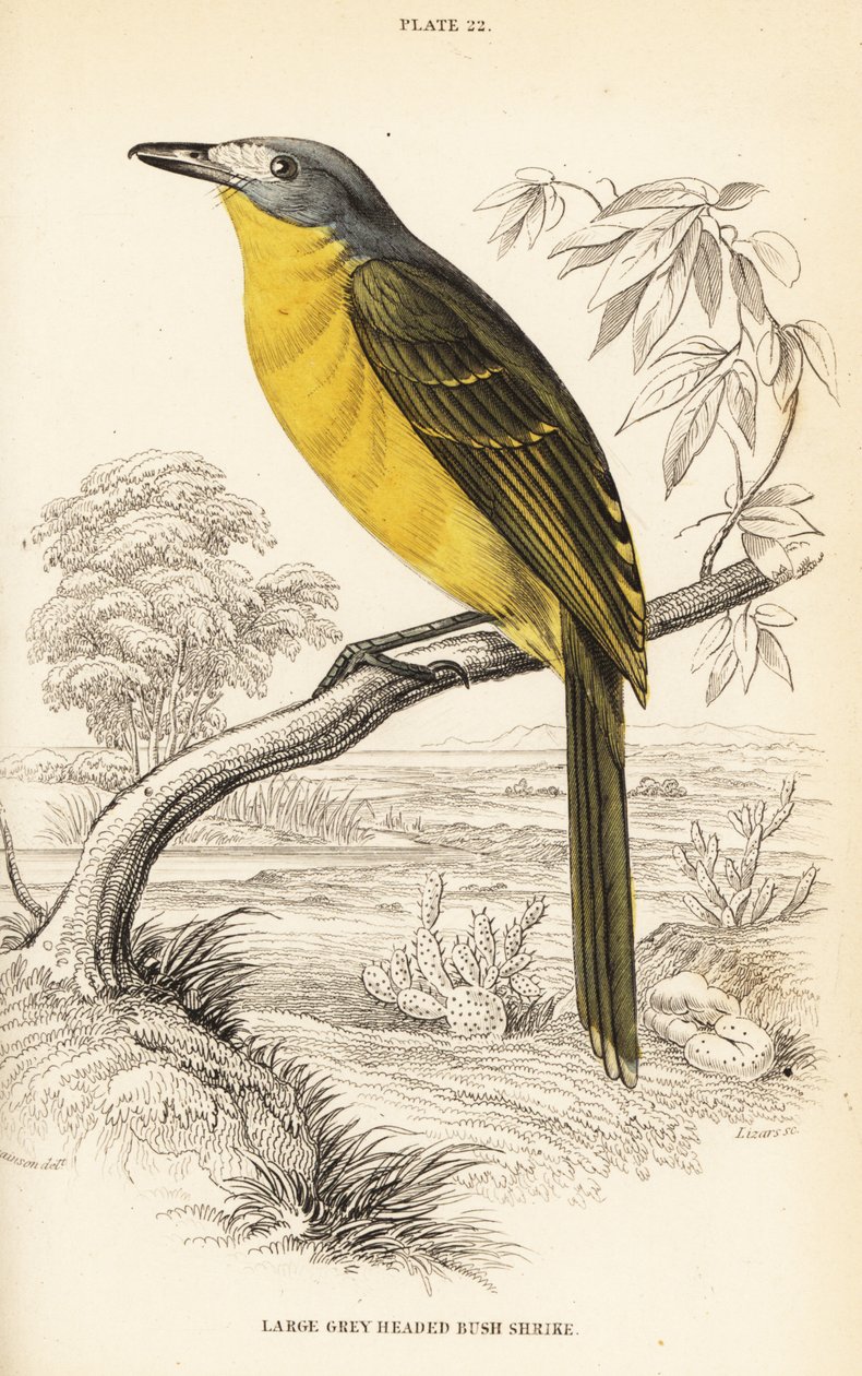 Olivbuschsänger, Chlorophoneus olivaceus (Großer Graukopf-Buschsänger, Malaconutus olivaceus) von William Home Lizars