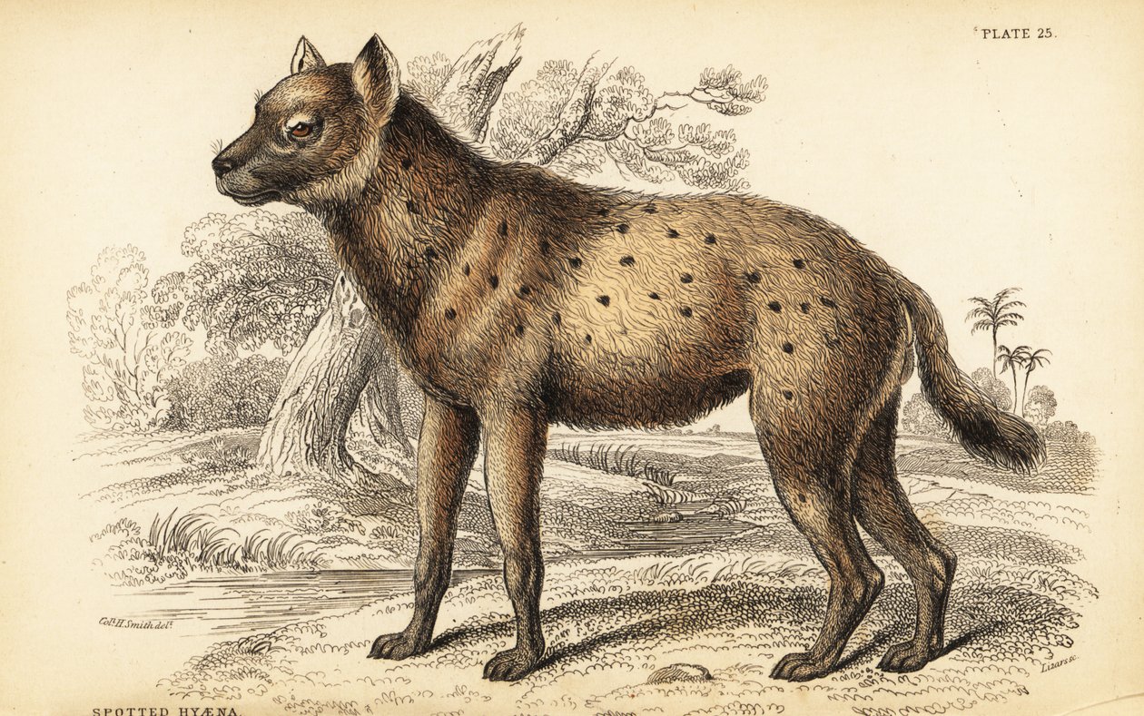 Fleckenhyäne oder Lachhyäne, Crocuta crocuta (Hyaena crocuta) von William Home Lizars