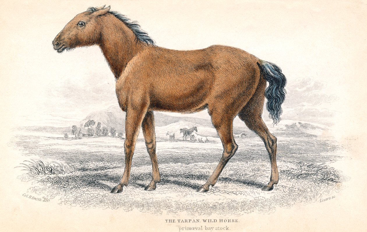 Tarpan von William Home Lizars