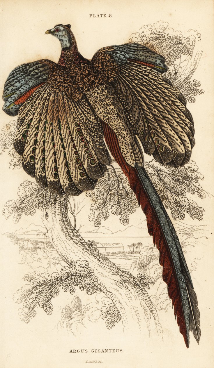 Der Große Argus, Argusianus argus (Argusfasan oder Gigantischer Argus, Argus giganteus) von William Home Lizars