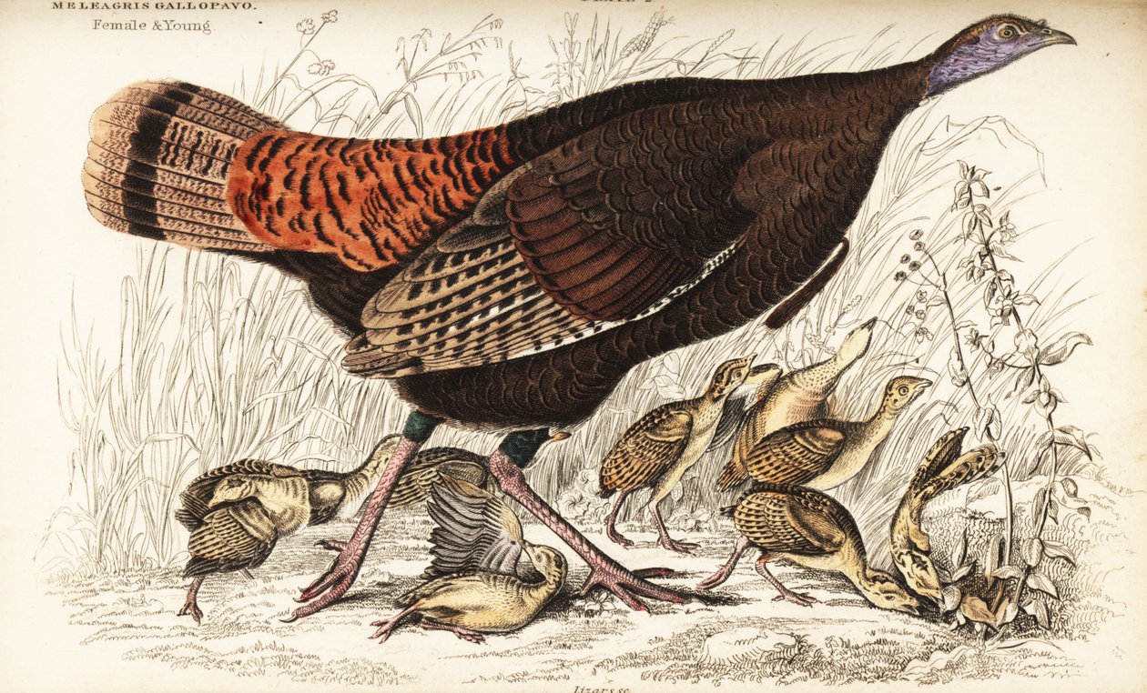 Wildtruthahn, Weibchen und Jungtiere, Meleagris gallopavo von William Home Lizars