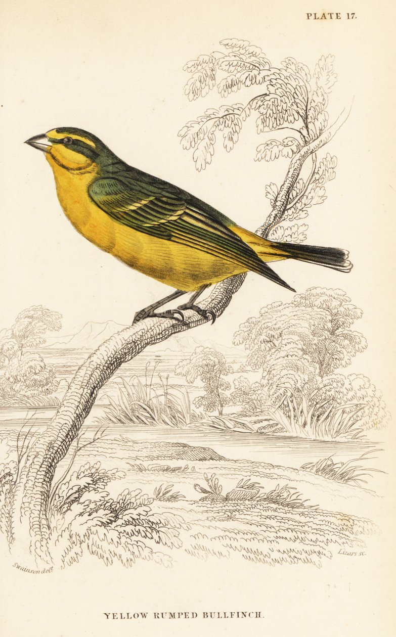 Gelbstirnkanarienvogel (Senegal), Crithagra mozambica caniceps (Gelbrückengimpel, Crithagra chrysopyga) von William Home Lizars