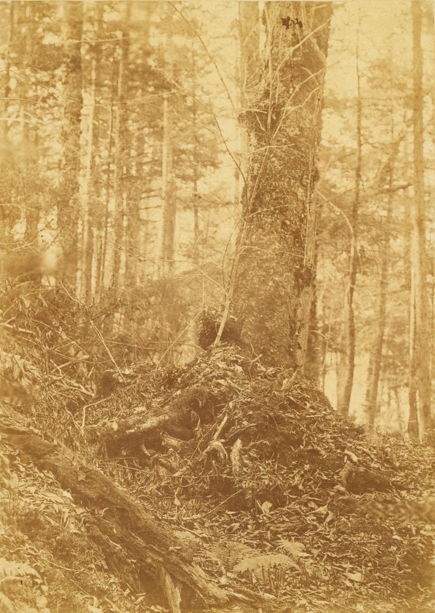 Ohne Titel, aus dem Portfolio Der Wald: Adirondack-Wälder von William James Stillman