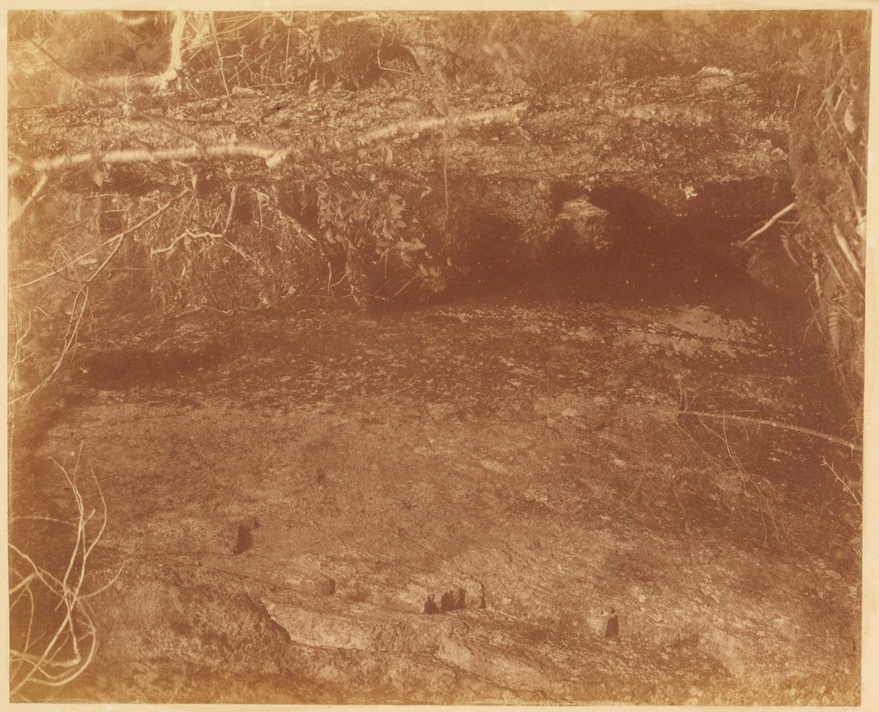 Ohne Titel, aus dem Portfolio Der Wald: Adirondack-Wälder von William James Stillman