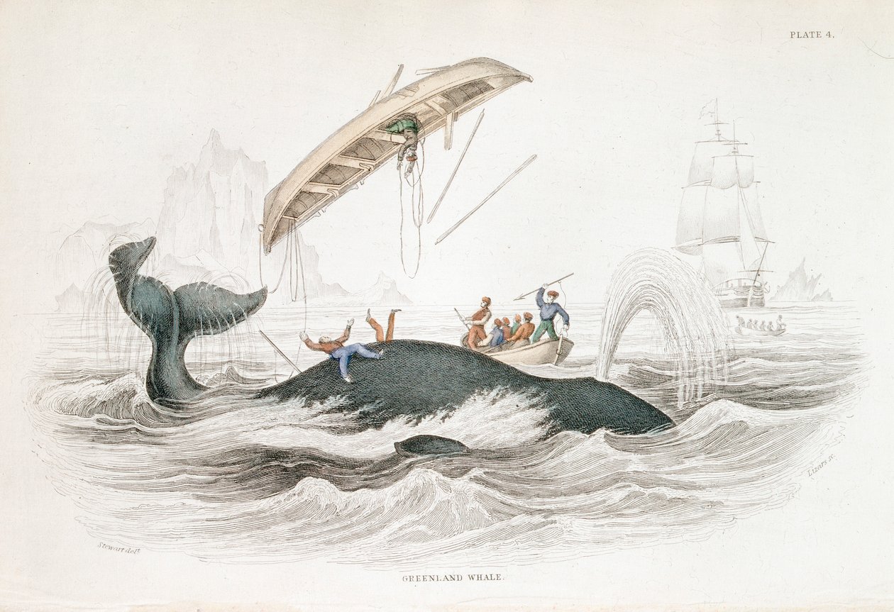 Harpunieren eines Grönlandwals, der eines der angreifenden Boote umgeworfen hat, 1837 von William Jardine
