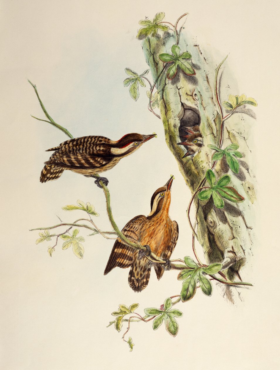Sunda-Specht (Dendrocopos moluccensis), Lithographie aus Birds of Asia von William Matthew Hart