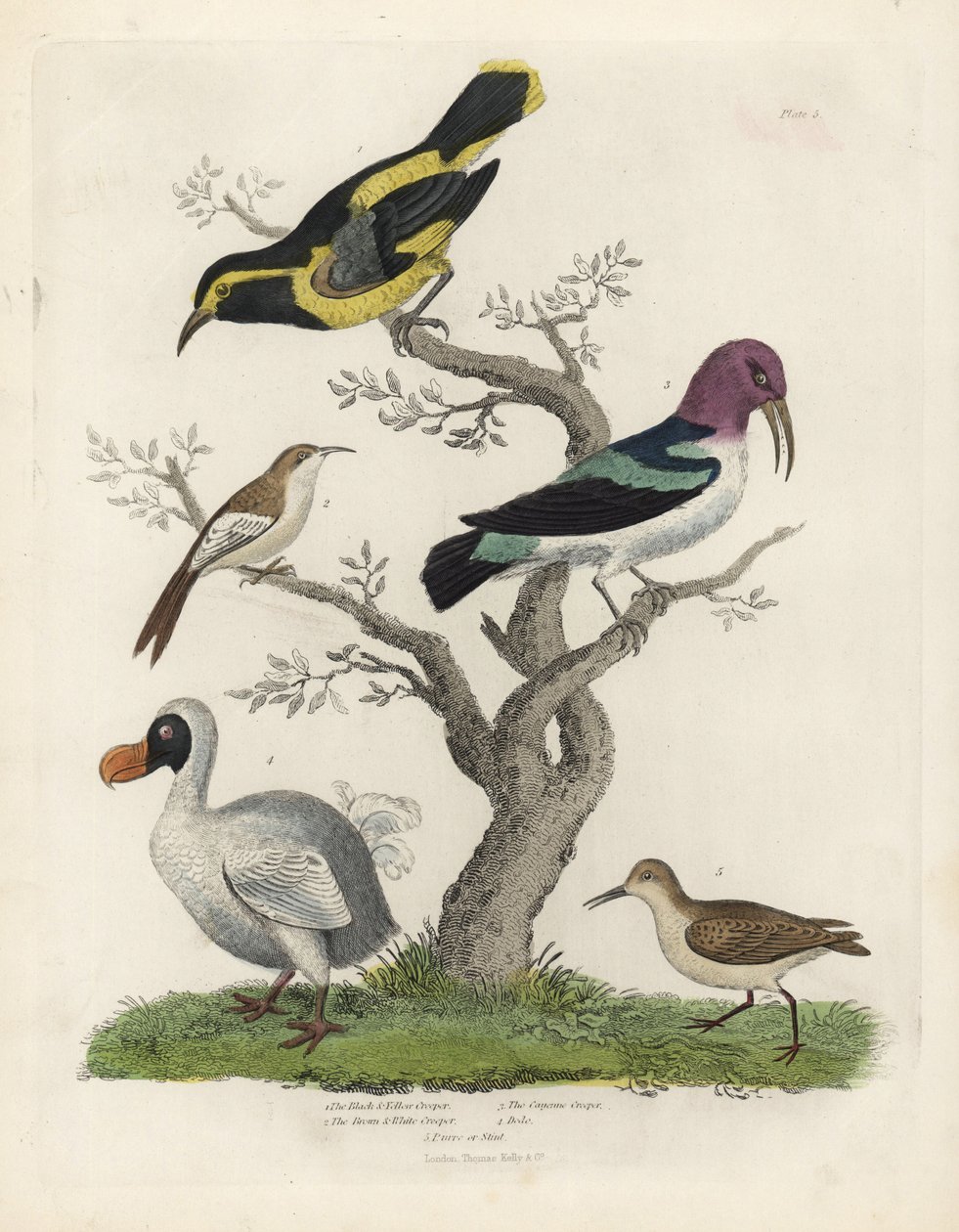 Schwarz-gelber Baumläufer, braun-weißer Baumläufer, Certhia americana, Cayenne-Baumläufer, Dacnis cayana, Dodo, Raphus cucullatus, und Alpenstrandläufer, Calidris alpina. Handkolorierte Kupferstichgravur von einem unbekannten Künstler aus William Smellie