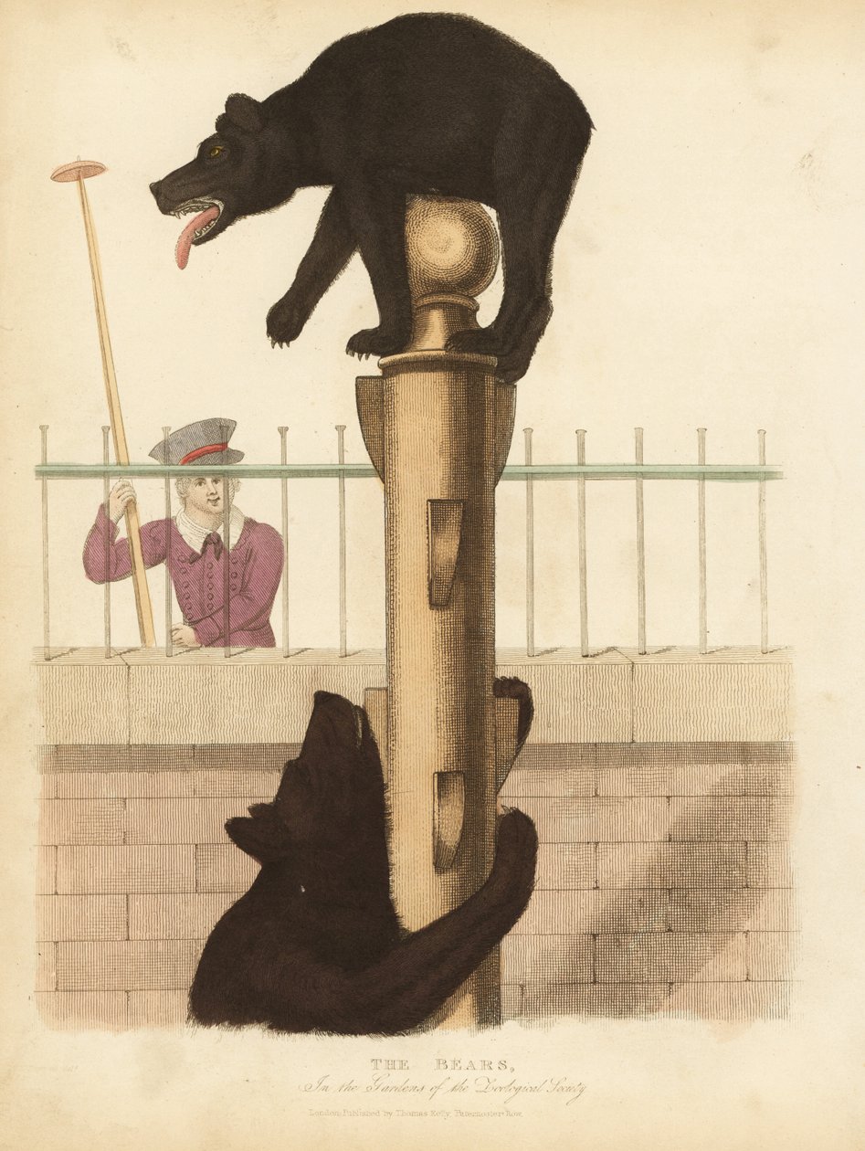 Braunbär, Ursus arctos von William Smellie