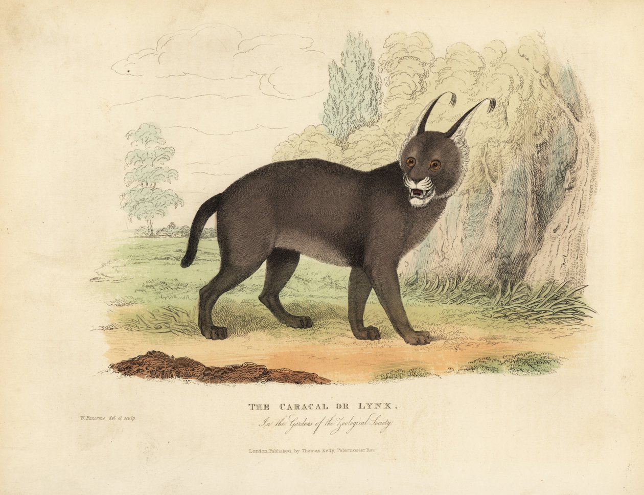 Der Karakal oder Luchs von William Smellie