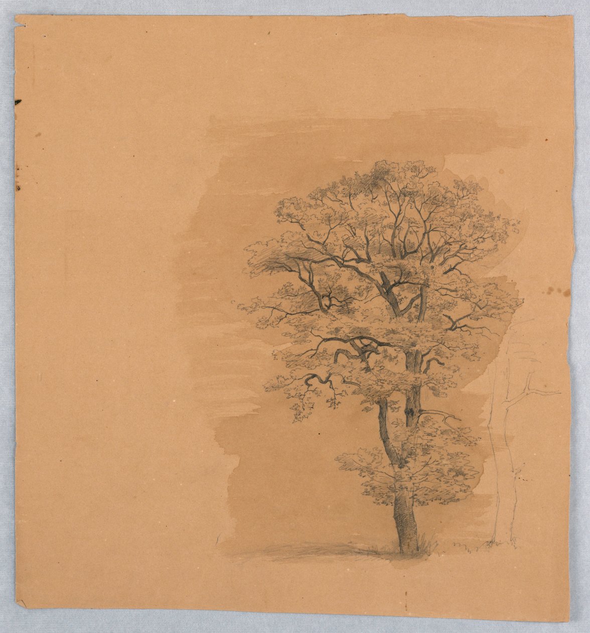 Studie von Laub von William Stanley Haseltine