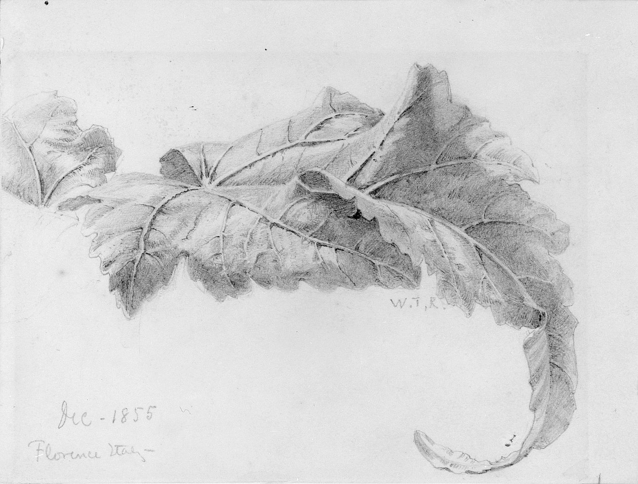 Blätter von William Trost Richards