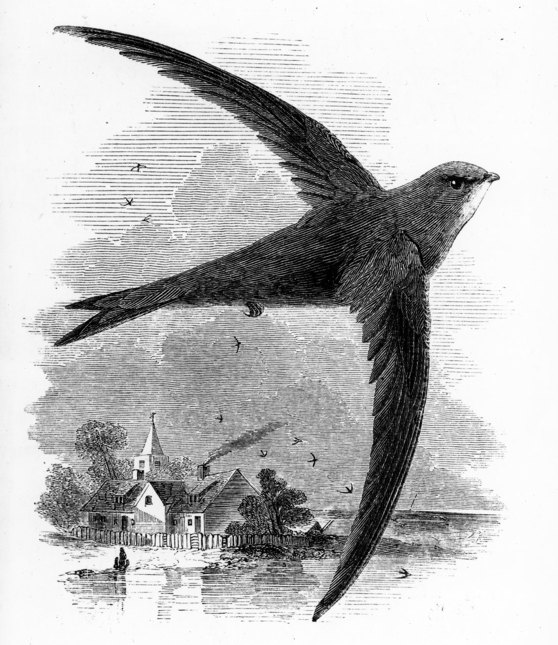 Der Mauersegler, Illustration aus 