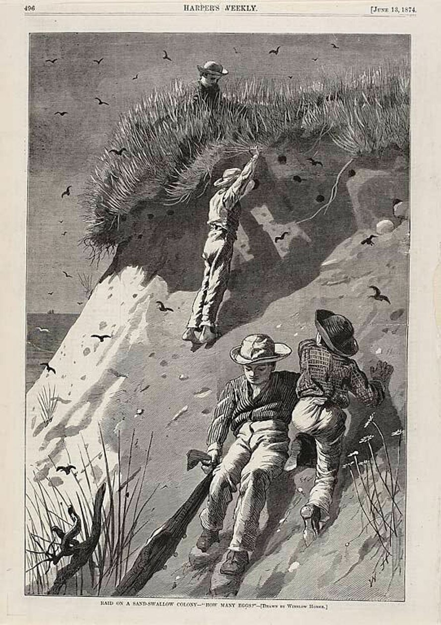 Überfall auf eine Sandschwalbenkolonie—"Wie viele Eier?" von Winslow Homer