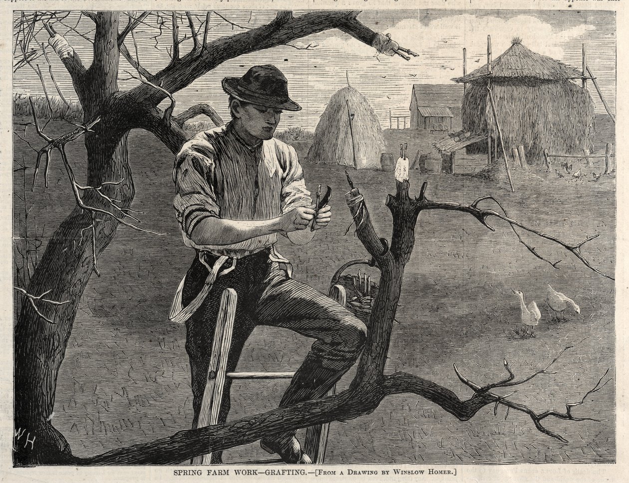 Frühjahrsarbeit auf dem Bauernhof - Pfropfen, 1870 von Winslow Homer
