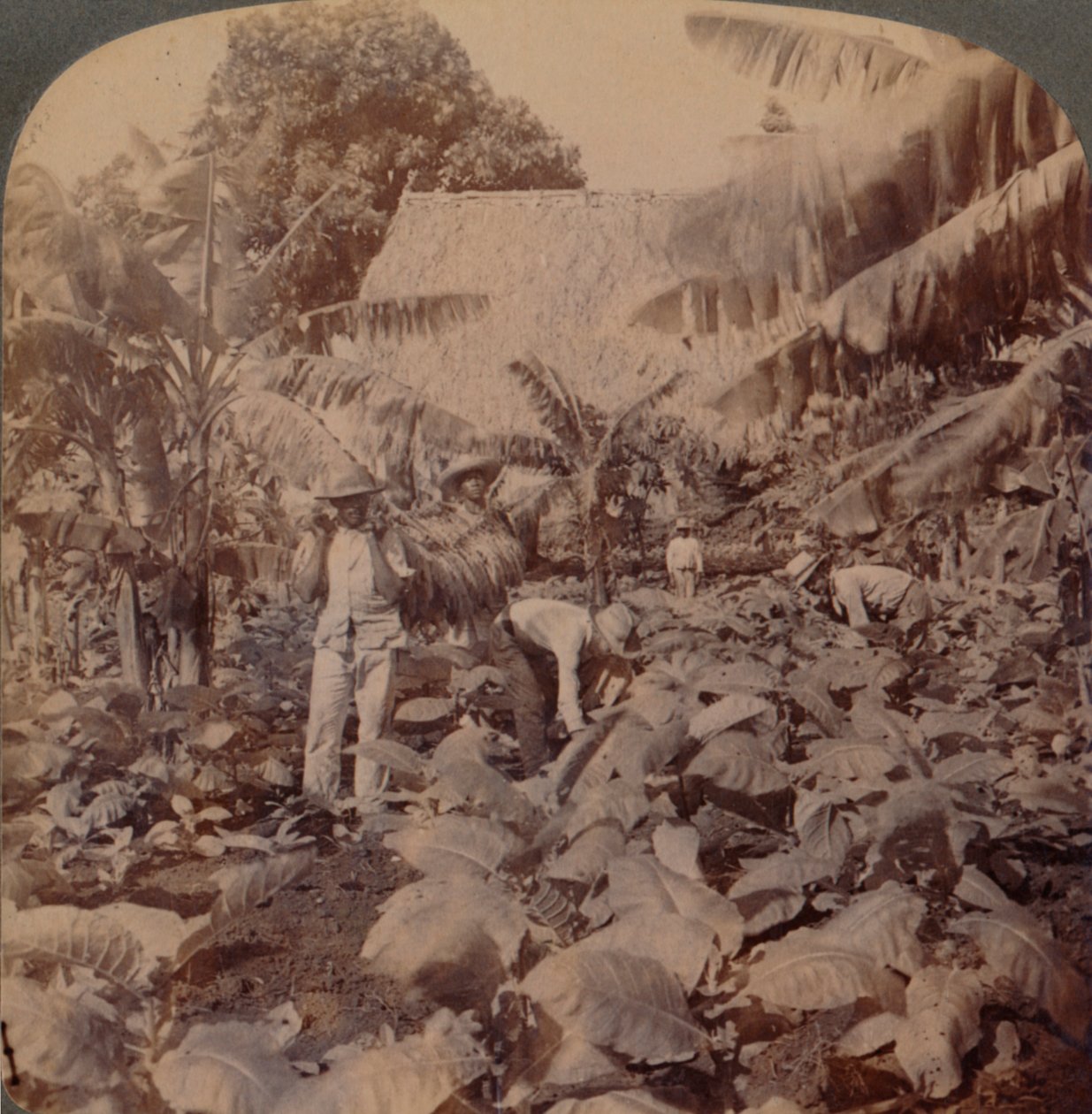 Tabak schneiden - Eine typische Plantage - Provinz Havanna, Kuba, 1899 von Works and Sun Sculpture Studios