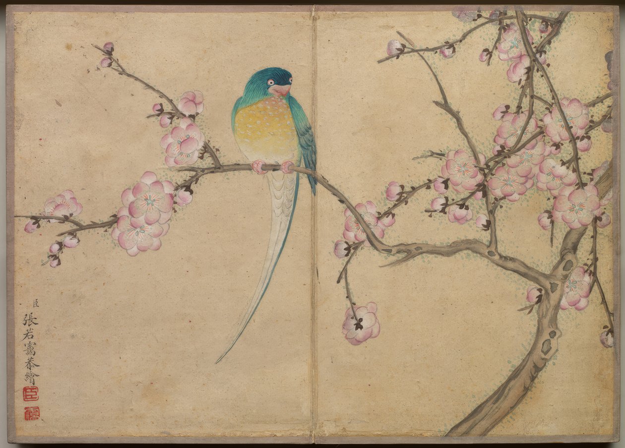 Schreibtischalbum: Blumen- und Vogelmalereien (Vogel mit Pflaumenblüten) von Zhang Ruoai