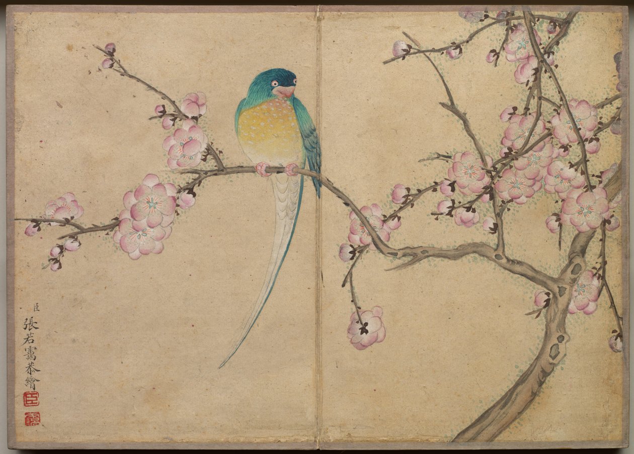 Schreibtischalbum: Blumen- und Vogelmalereien, Vogel mit Pflaumenblüten, 18. Jahrhundert von Zhang Ruoai