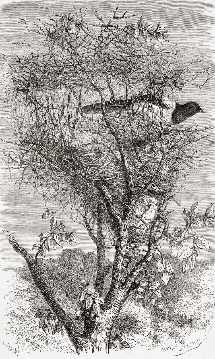 Nest der Elster von . .