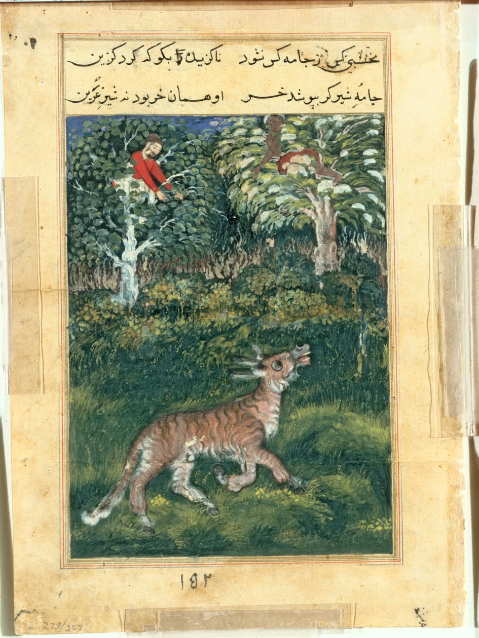 Der Esel, in einer Tigerhaut, offenbart seine Identität, indem er laut schreit, aus einem Tuti-nama (Geschichten eines Papageis): Einunddreißigste Nacht von attributed to Basavana