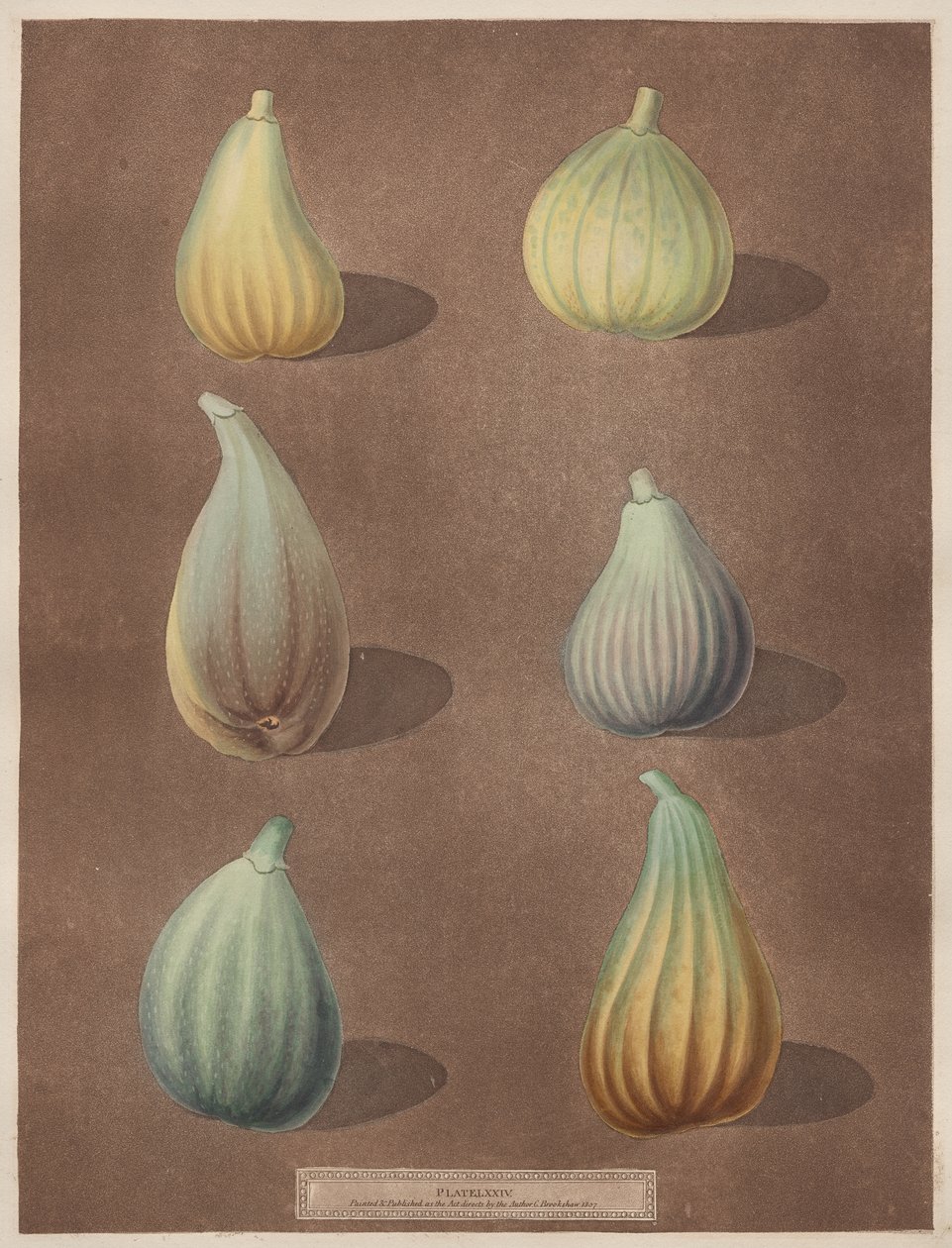 Pomona Britannica: Nr. 74 - Feigen von attributed to Richard Brookshaw