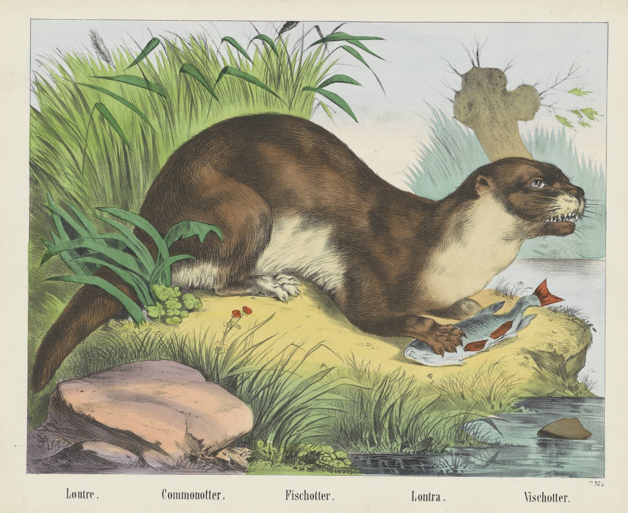 Loutre. / Commonotter. / Fischotter. / Lontra. / Vischotter (Titel auf dem Objekt) von firma Joseph Scholz