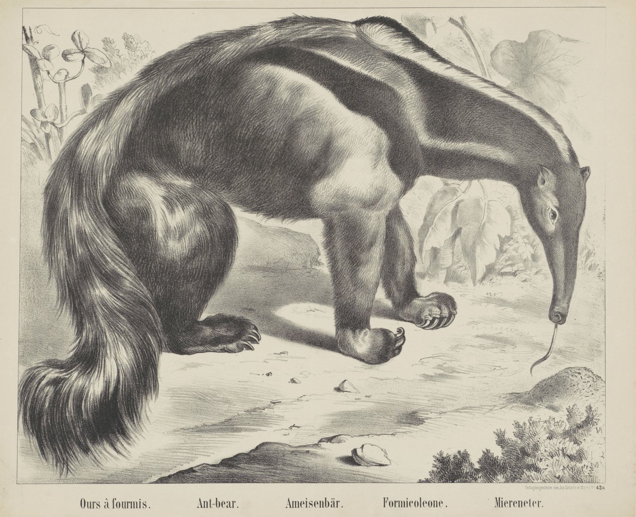 Ameisenbär von firma Joseph Scholz