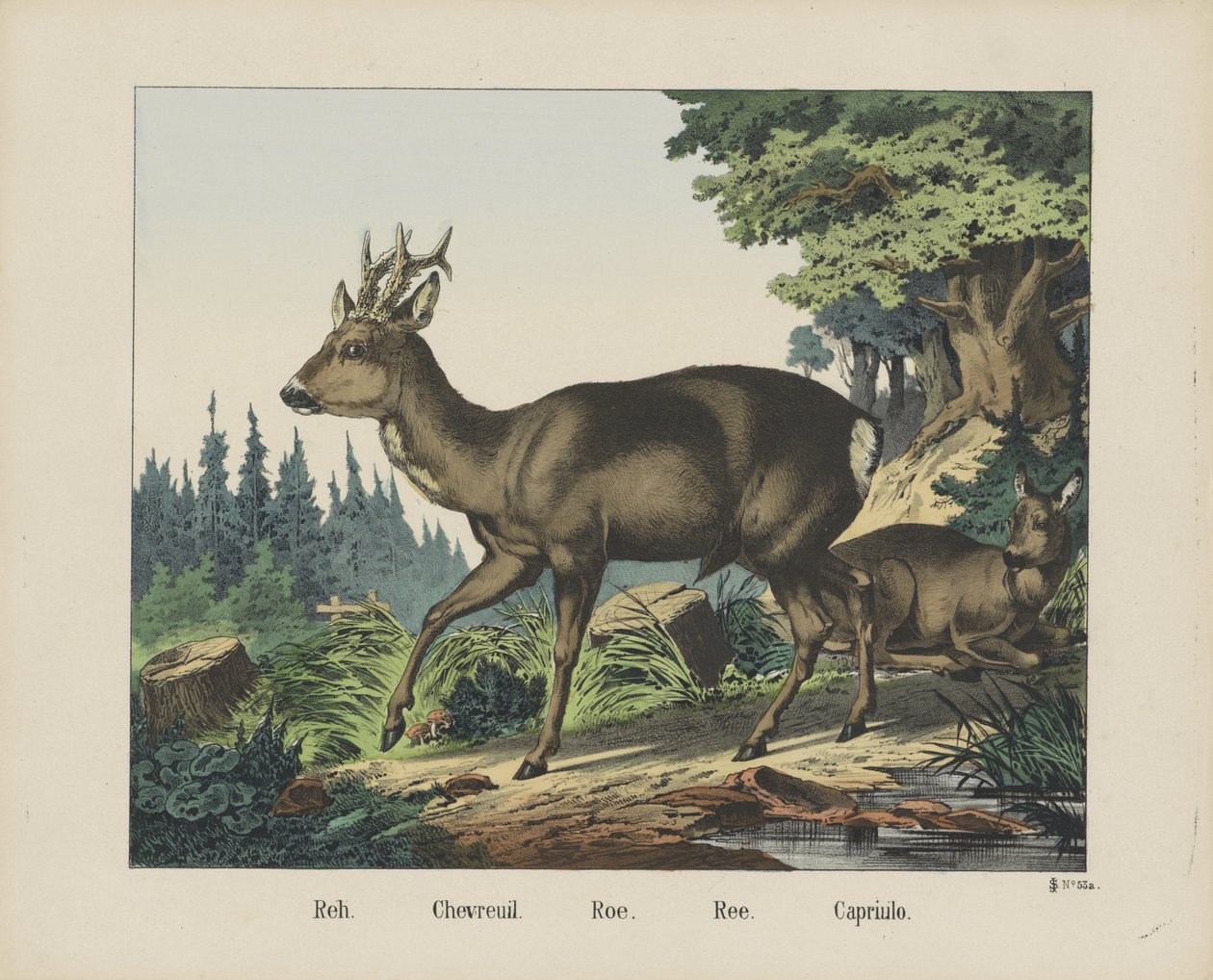 Reh. / Chevreuil. / Roe. / Ree. / Capriulo (Titel auf dem Objekt) von firma Joseph Scholz