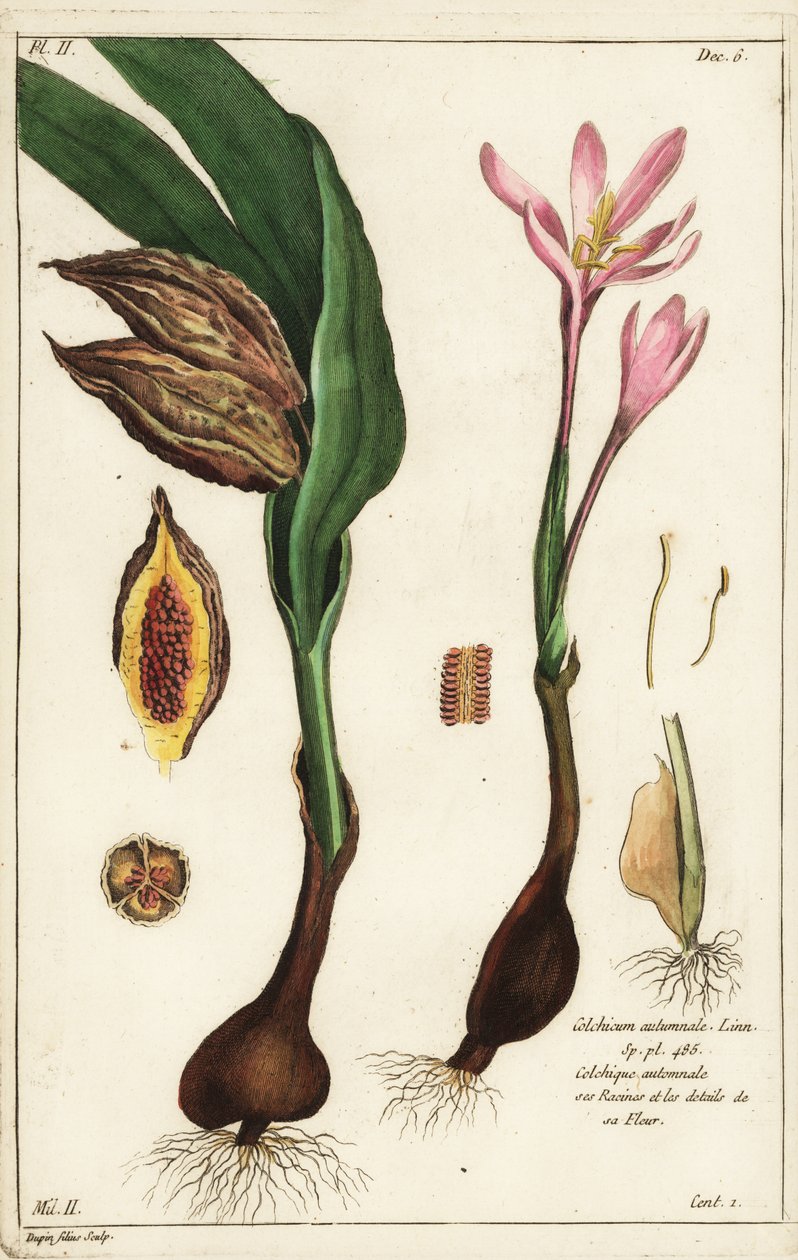 Herbstzeitlose, Colchicum autumnale von the Younger Dupin