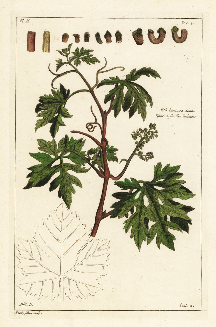 Blätter und knospende Trauben an einer Weinrebe, Vitis vinifera von the Younger Dupin