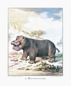 Ein Nilpferd (Hippopotamus amphibius) von (after) Dutch School