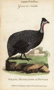 Helmperlhuhn, Numida meleagris