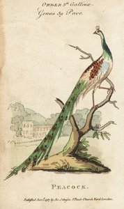 Indischer Pfau, Pavo cristatus von (after) English School