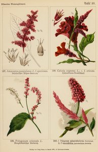 Amarantus Paniculatus, Celosia Argentea, Polygonum Orientale, Polygonum Sphaerostachyum, Polygonum Vacciniifolium von (after) German School