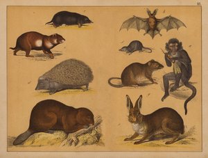 Tiere