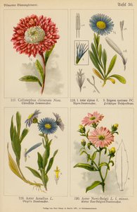 Callistephus Chinensis, Aster Alpinus, Erigeron Speciosus, Aster Amellus, Aster Novi-Belgii von (after) German School