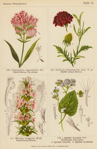 Centranthus Angustifolius, Scabiosa Atropurpurea, Morinia Longifolia, Ageratum Mexicanum, Ageratum Conyzodes, Ageratum Corymbosum von (after) German School