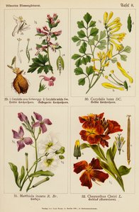 Corydalis Cava, Corydalis Solida, Corydalis Lutea, Matthiola Incana, Cheiranthus Cheiri von (after) German School