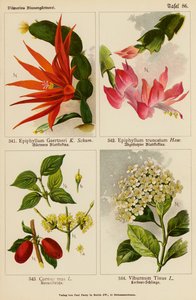 Epiphyllum Gaertneri, Epiphyllum Truncatum, Cornus Mas, Viburnum Tinus (Farblithografie) von (after) German School