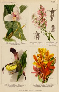 Lycaste Skinneri, Orchis Maculata, Orchis Latifolia, Cypripedilum Calceolus, Canna Indica (Farblithografie) von (after) German School