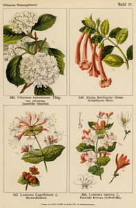 Viburnum Tomentosum, Abelia Floribunda, Lonicera Caprifolium, Lonicera Tatarica von (after) German School